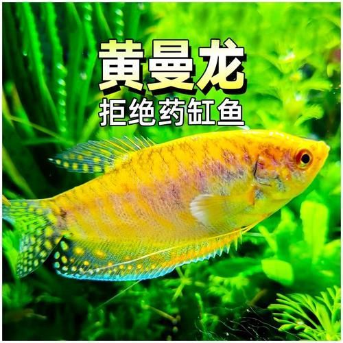 金曼龍魚和藍曼龍魚有什么區(qū)別？，金曼龍與藍曼龍魚飼養(yǎng)對比表