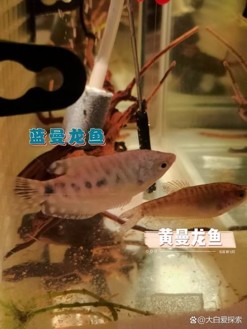 金曼龍魚和藍曼龍魚有什么區(qū)別？，金曼龍與藍曼龍魚飼養(yǎng)對比表