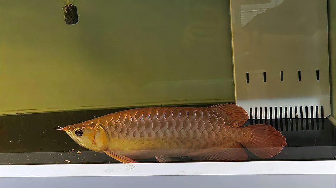 魚趴缸后多久會恢復，趴缸后多久會恢復？ 魚趴缸后多久會恢復，趴缸后多久會恢復？ 龍魚百科 第1張
