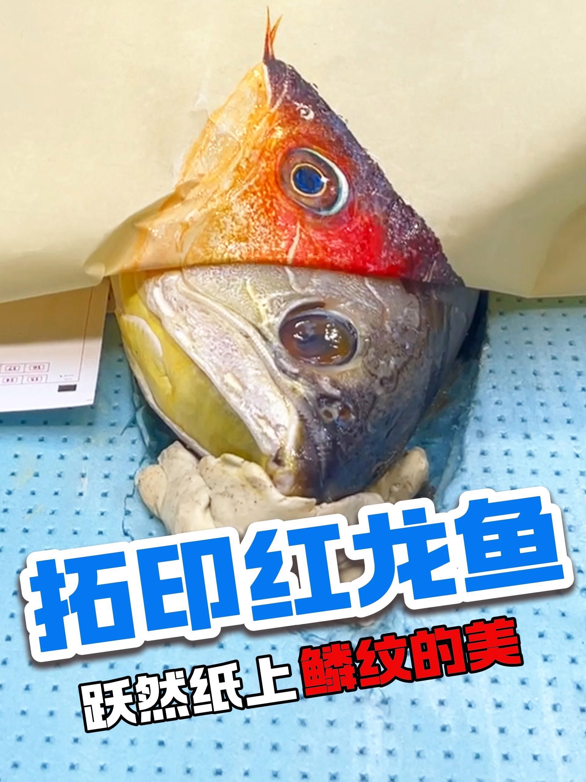 有沒(méi)有藝術(shù)加工的紅龍魚壁紙，水墨龍魚壁紙是一種將傳統(tǒng)紅龍魚圖案進(jìn)行創(chuàng)意性修改