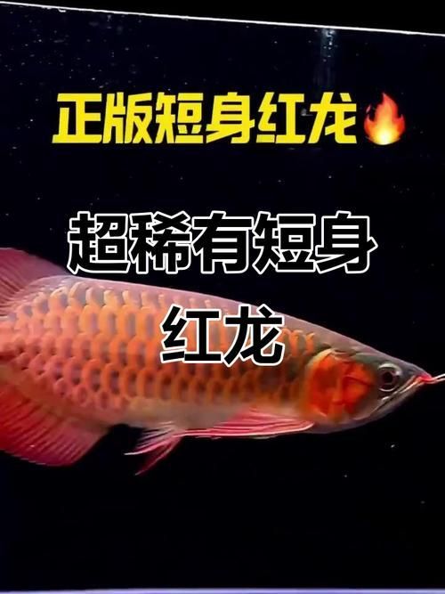 短身紅龍魚的市場價格是多少，短身紅龍魚價格普遍在3000元左右，如何鑒別短身紅龍魚的品質