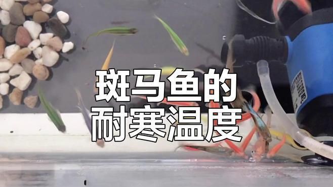斑馬魚和孔雀魚哪個更耐寒，斑馬魚和孔雀魚哪個更耐熱