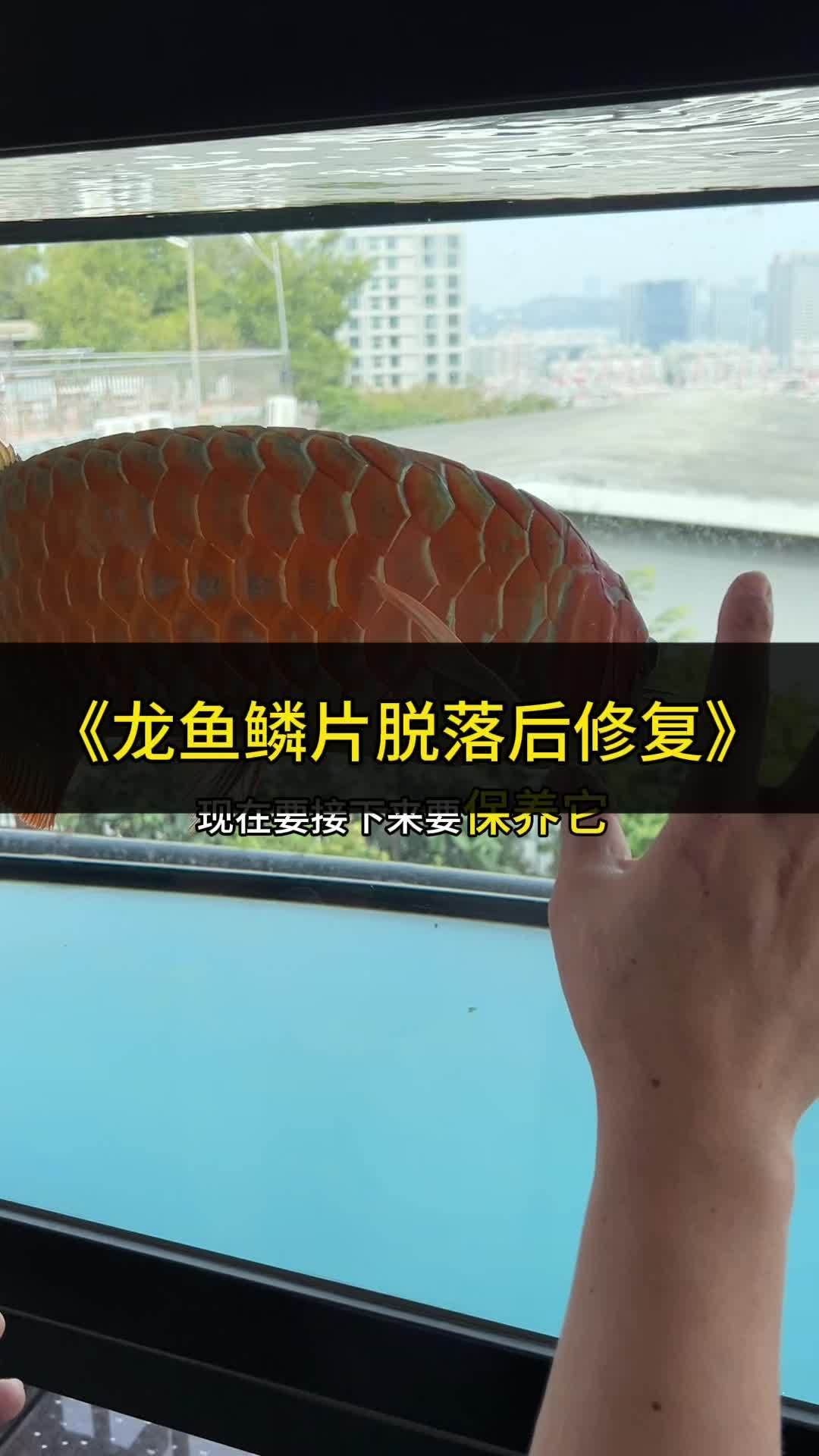 龍魚撞缸掉鱗后多久會恢復，龍魚掉鱗后多久能夠恢復