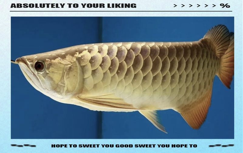 龍魚鱗片發黑的治療方法，小龍魚鱗片發黑3個原因及解決方法小新的正能量發射站 龍魚鱗片發黑的治療方法，小龍魚鱗片發黑3個原因及解決方法小新的正能量發射站 龍魚百科 第1張