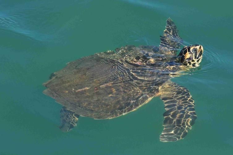 西青龍魚在哪些國家可以合法交易？，“西青龍魚”是什么？