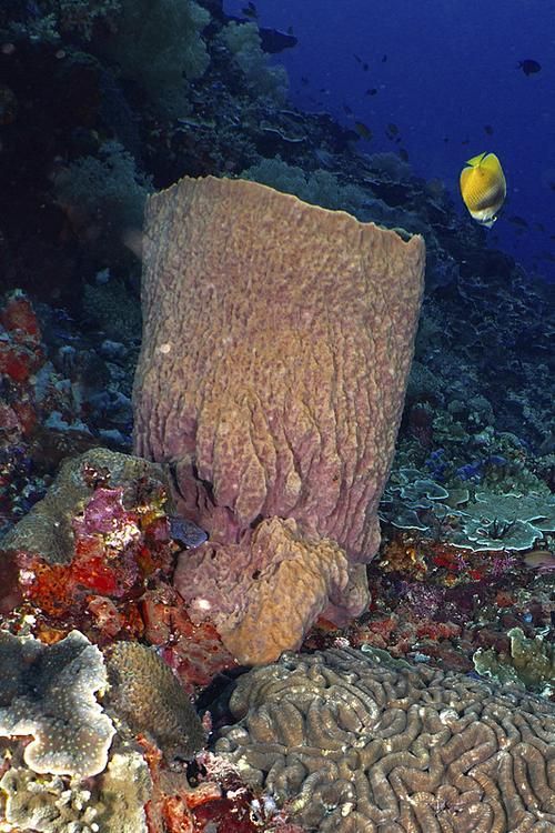 西青龍魚在哪些國家可以合法交易？，“西青龍魚”是什么？