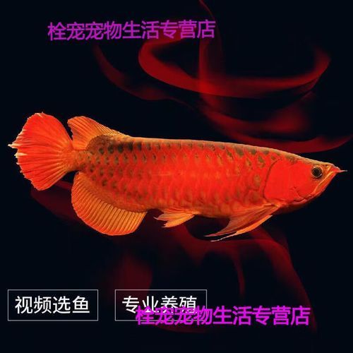 號半紅龍的市場價格如何，號半紅龍市場價格分析