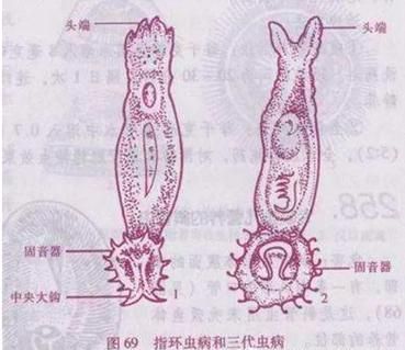龍魚有寄生蟲的表現，arxiv論文助手龍魚寄生蟲的典型表現包括1000字描述和配圖