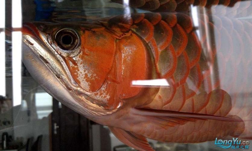 紅龍魚鰓蓋撞掉色最怕三個地方，紅龍魚鰓蓋撞掉色怎么辦