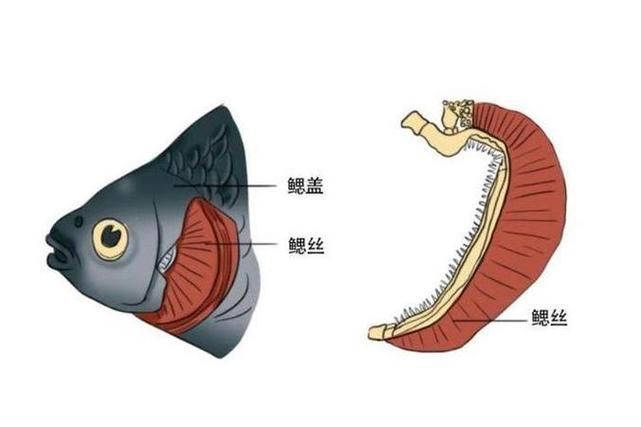 紅龍魚鰓蓋撞掉色最怕三個地方，紅龍魚鰓蓋撞掉色怎么辦