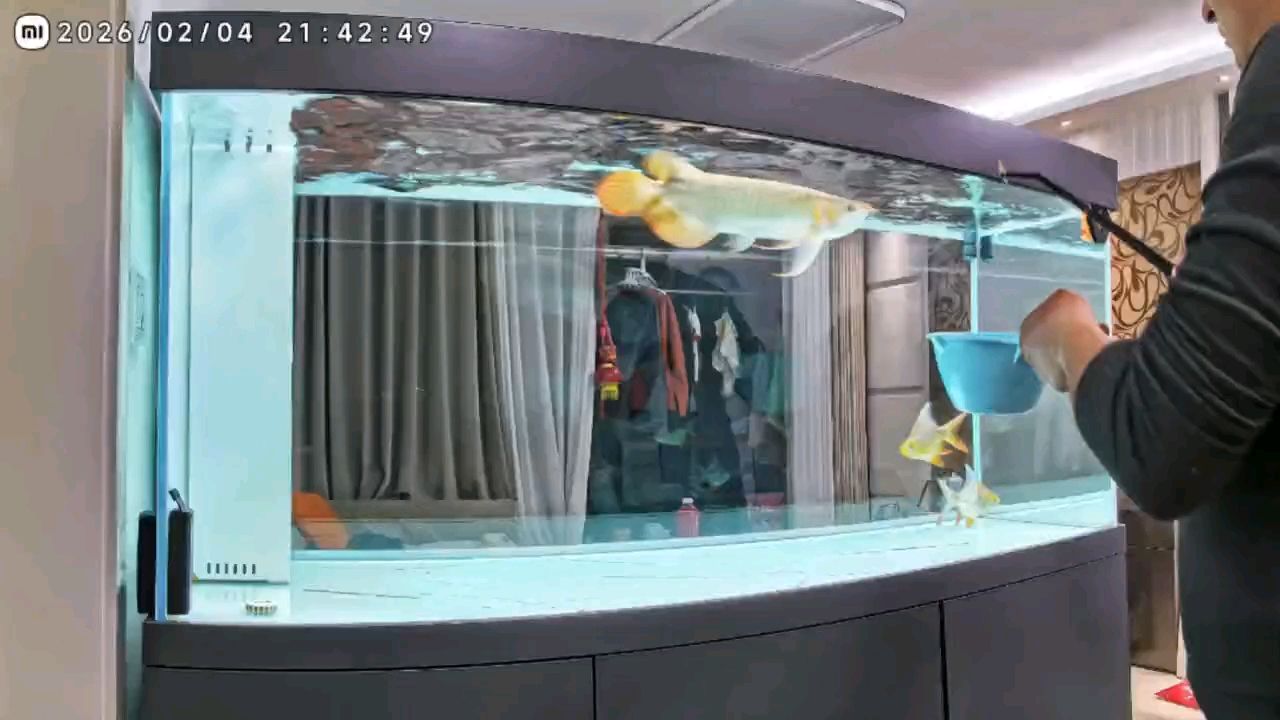 魚友們看看這狀態如何？，當前魚友社群中魚類健康狀況探討魚類健康狀況的關鍵要點