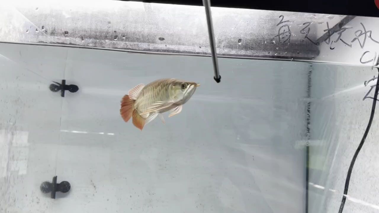 龍少發(fā)來的視頻，龍少發(fā)來的視頻，king小豆丁評論美到我了
