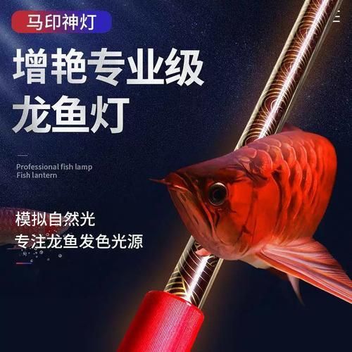 紅龍魚哪個品牌燈最好，哪個品牌的燈最適合紅龍魚