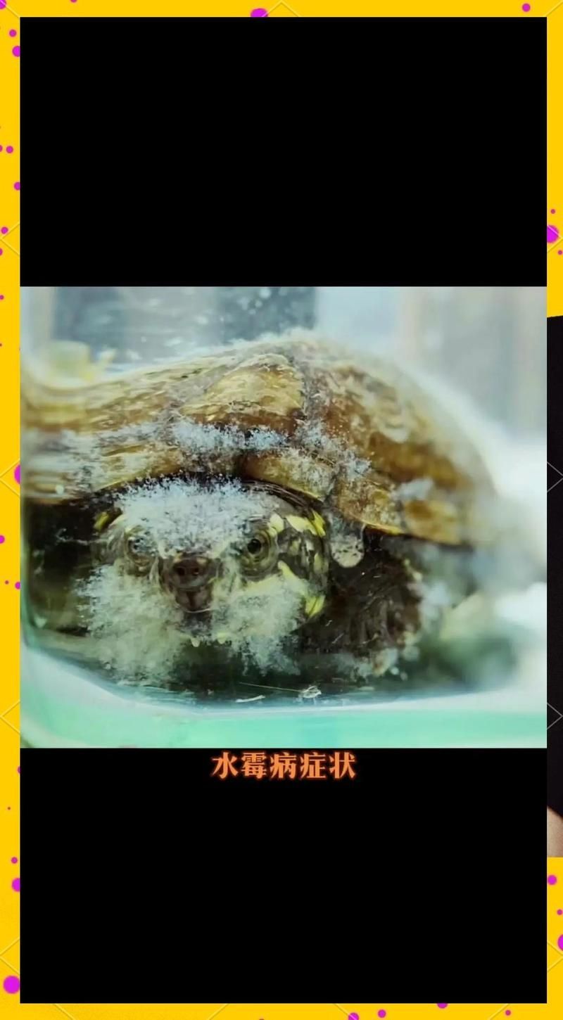 水霉病對(duì)人類健康有何影響，方nic山高水長(zhǎng)水霉病對(duì)人類健康的影響主要表現(xiàn) 水霉病對(duì)人類健康有何影響，方nic山高水長(zhǎng)水霉病對(duì)人類健康的影響主要表現(xiàn) 龍魚百科 第2張