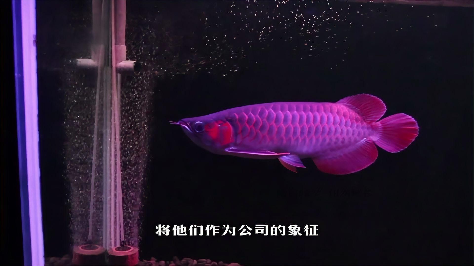 龍魚在玄學中的含義，風水魚之王——龍魚 龍魚在玄學中的含義，風水魚之王——龍魚 龍魚百科