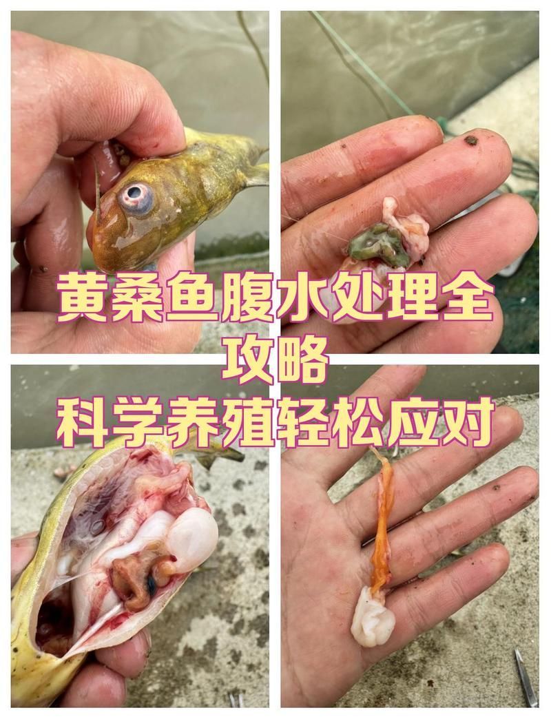有哪些方法可以改善魚類腹水，如何改善魚類腹水