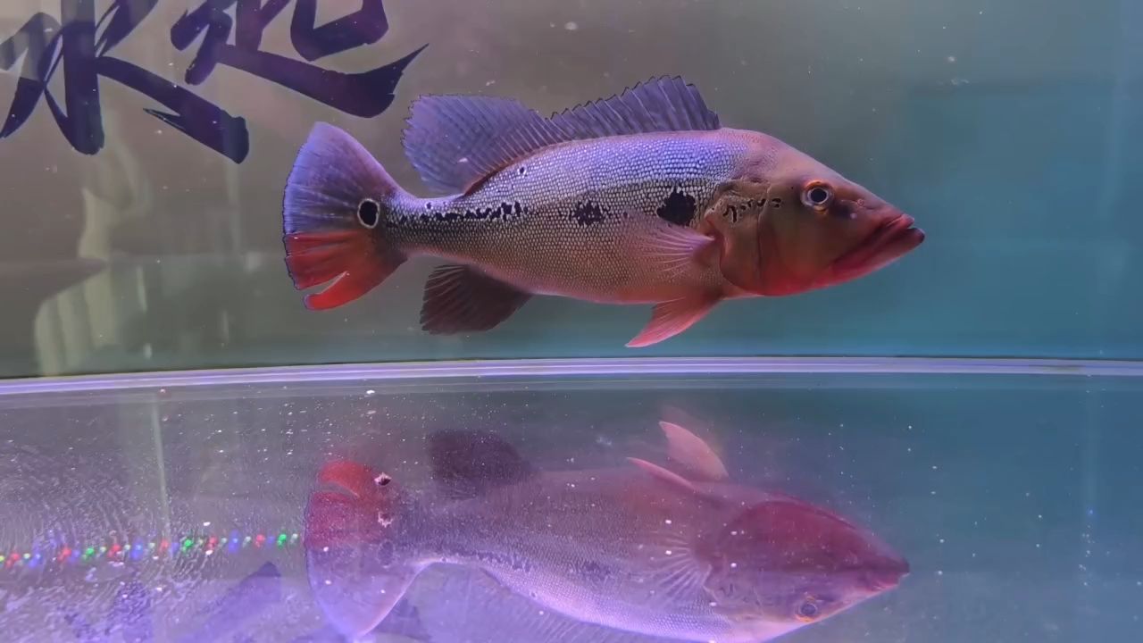 清缸換龍魚，清缸換龍魚，北京老寧評論：清缸換龍魚，北京老寧評論挺好