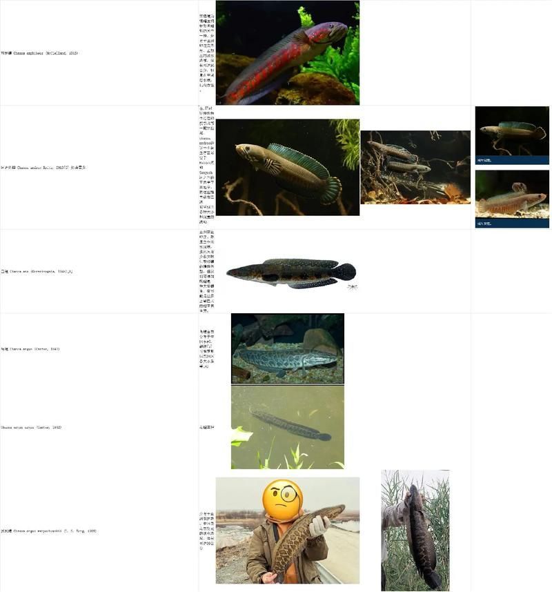 還有哪些雷龍品種價格較高,雷龍化石價格較高的品種 龍魚百科 第5張 還有哪些雷龍品種價格較高,雷龍化石價格較高的品種 還有哪些雷龍品種價格較高,雷龍化石價格較高的品種 龍魚百科 第5張