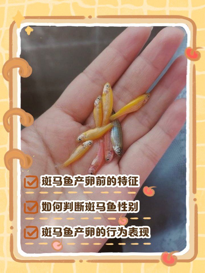如何判斷斑馬魚是否進入繁殖期，判斷斑馬魚是否進入繁殖期