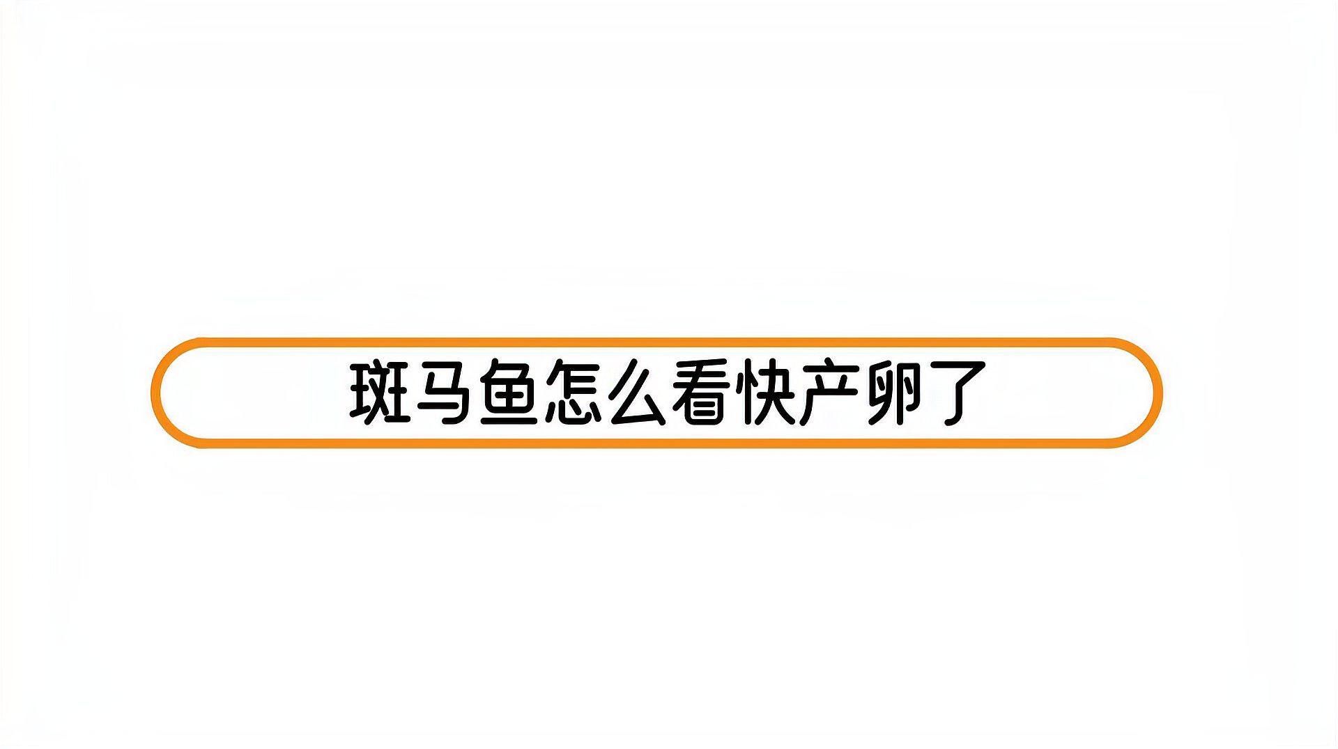 如何判斷斑馬魚是否進入繁殖期，判斷斑馬魚是否進入繁殖期