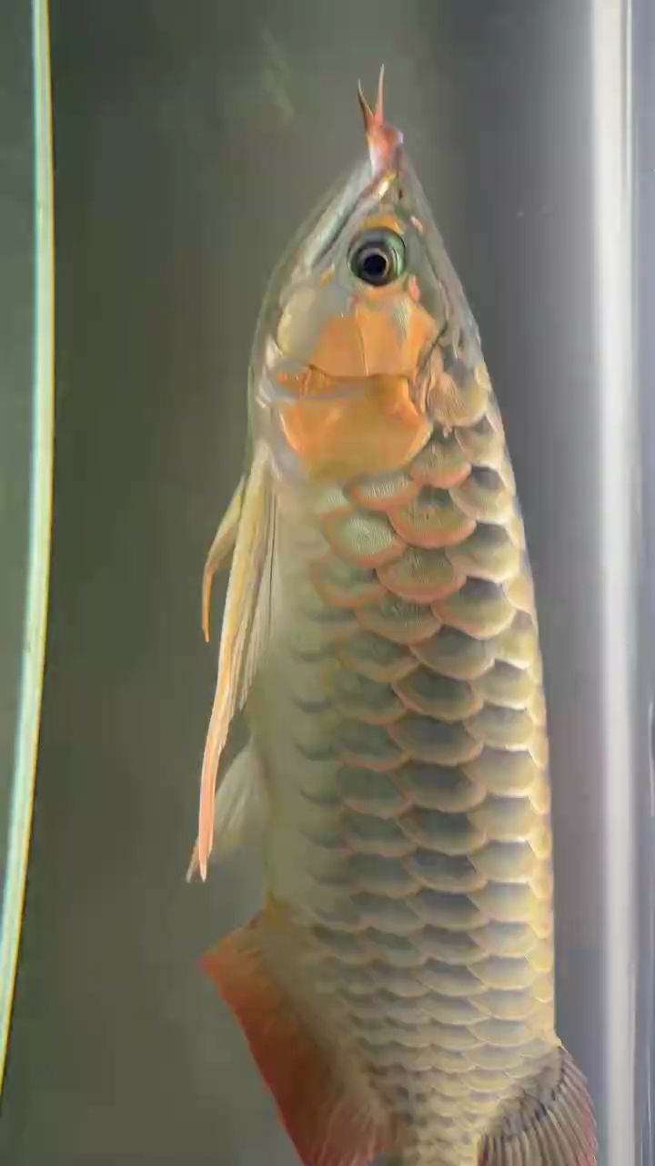 魚(yú)旗彎的位置有些不對(duì)，怎么處理，如何調(diào)整魚(yú)旗的位置