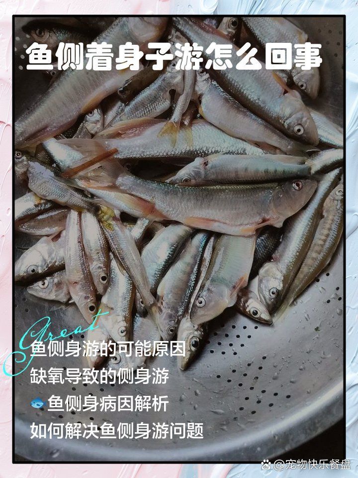 如何判斷龍魚側游是否嚴重？，龍魚側游是否嚴重