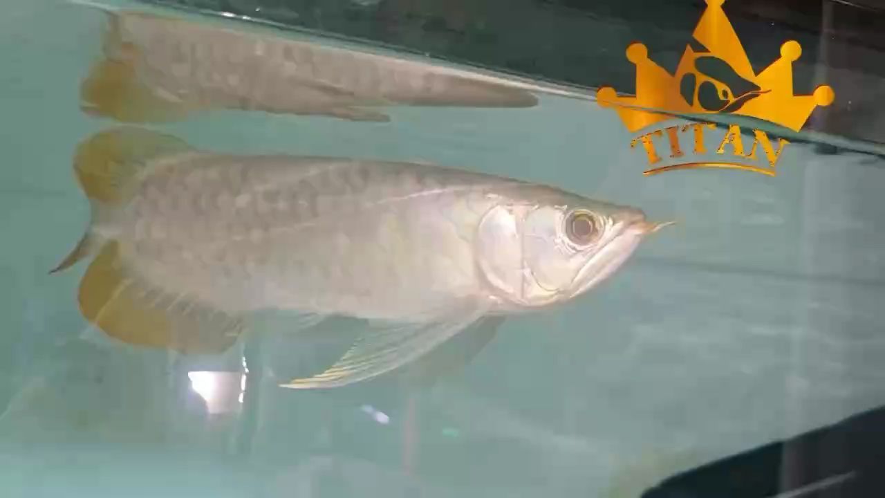我的虎魚真菌感染了要怎么處理 ,ai在教育中面臨的挑戰,野花里都是蜂蜜評論:真羨慕 龍魚論壇 ,ai在教育中面臨的挑戰,野花里都是蜂蜜評論:真羨慕 ,ai在教育中面臨的挑戰,野花里都是蜂蜜評論:真羨慕 龍魚論壇