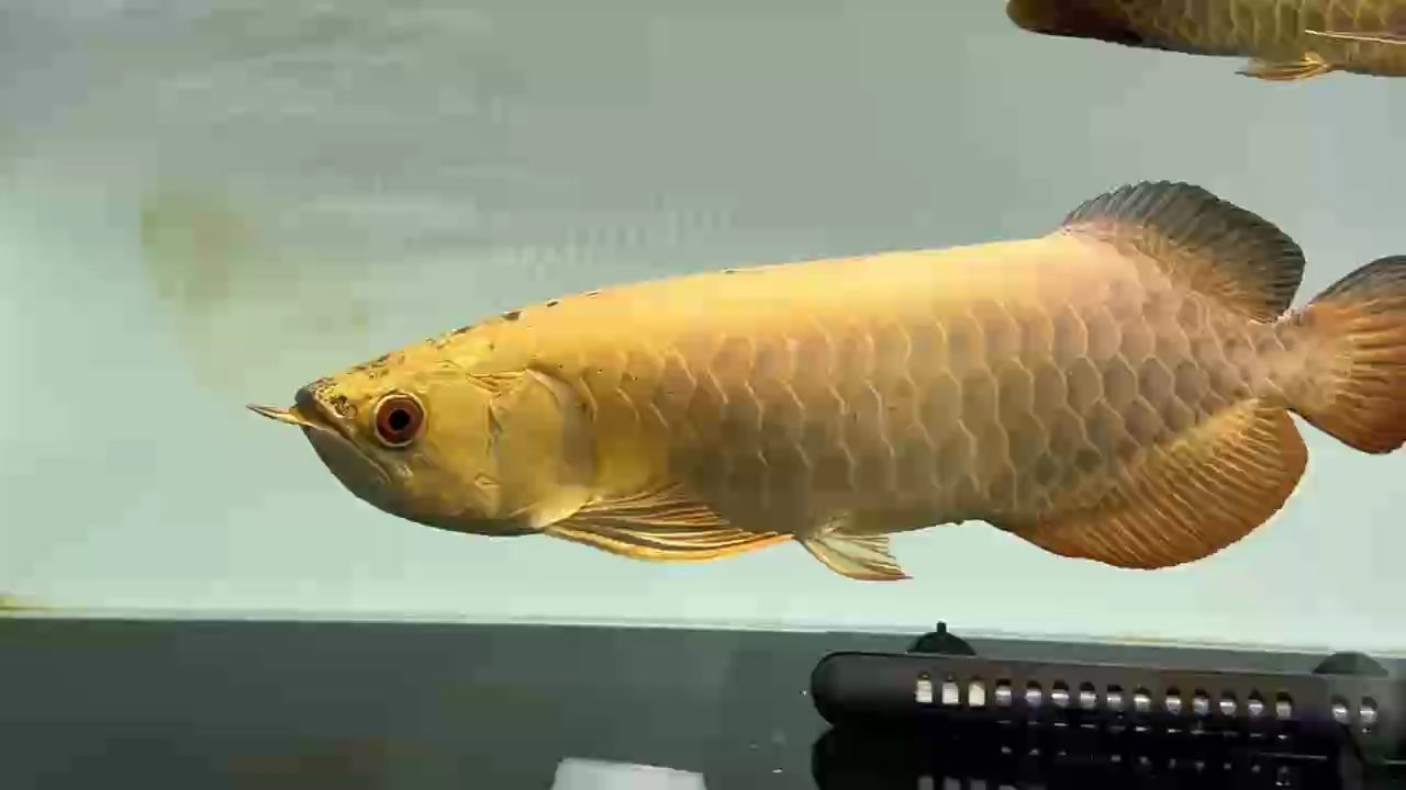 AG琥珀金：鯊魚炮38-40分，ag琥珀金：[需手動填充]魚炮