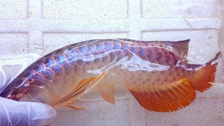 給我一張最貴紅龍魚的圖片，世界上最昂貴的紅龍魚 給我一張最貴紅龍魚的圖片，世界上最昂貴的紅龍魚 龍魚百科 第14張
