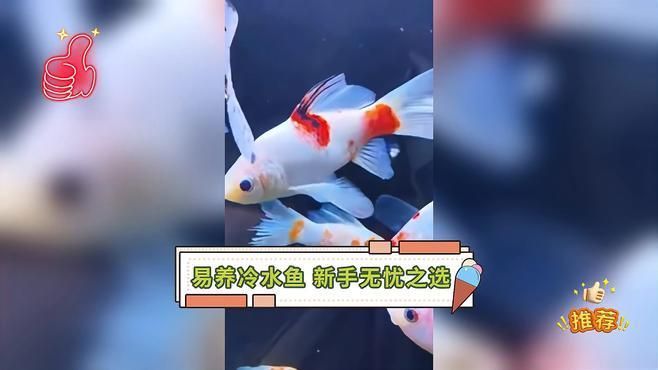 如何選擇適合新手的冷水魚，如何判斷冷水魚是否健康，推薦一些其他適合新手的冷水魚