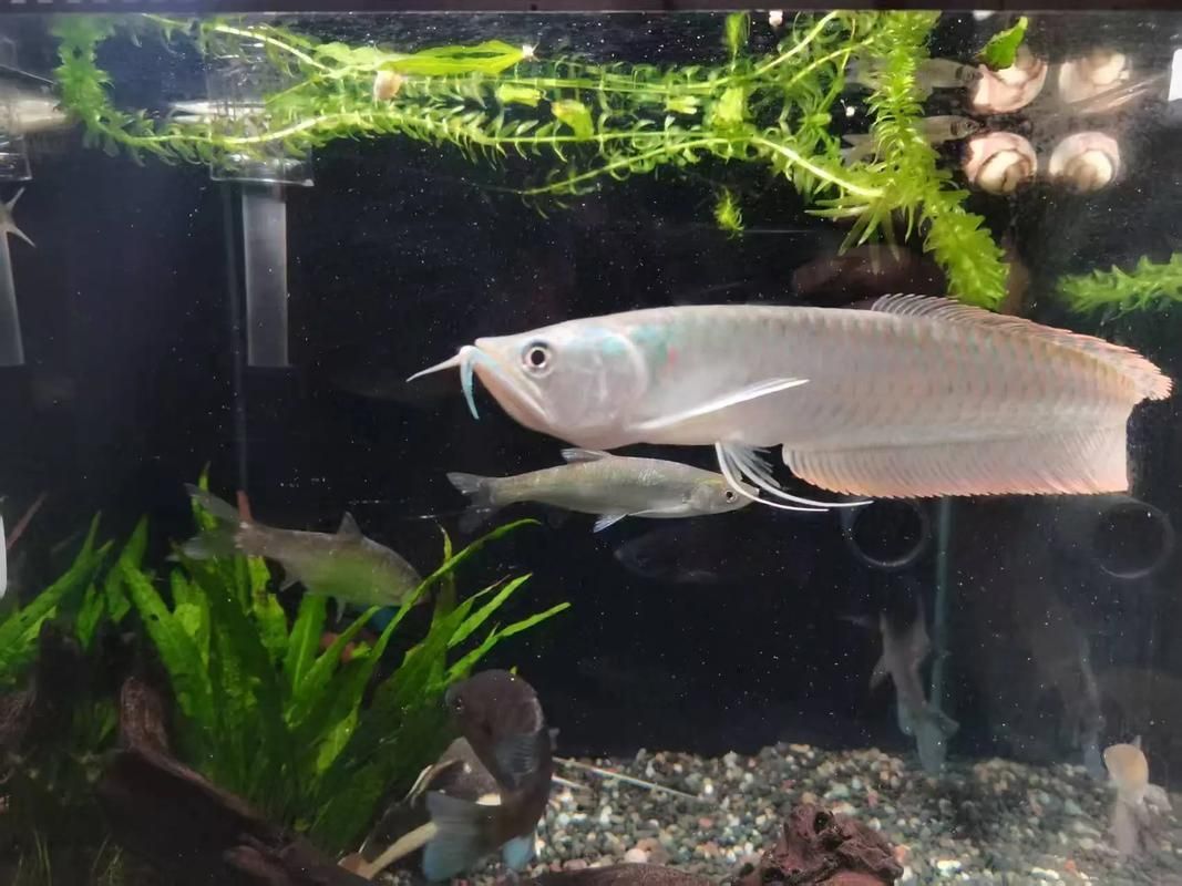 給我一張銀龍魚的圖片，銀龍魚如何飼養