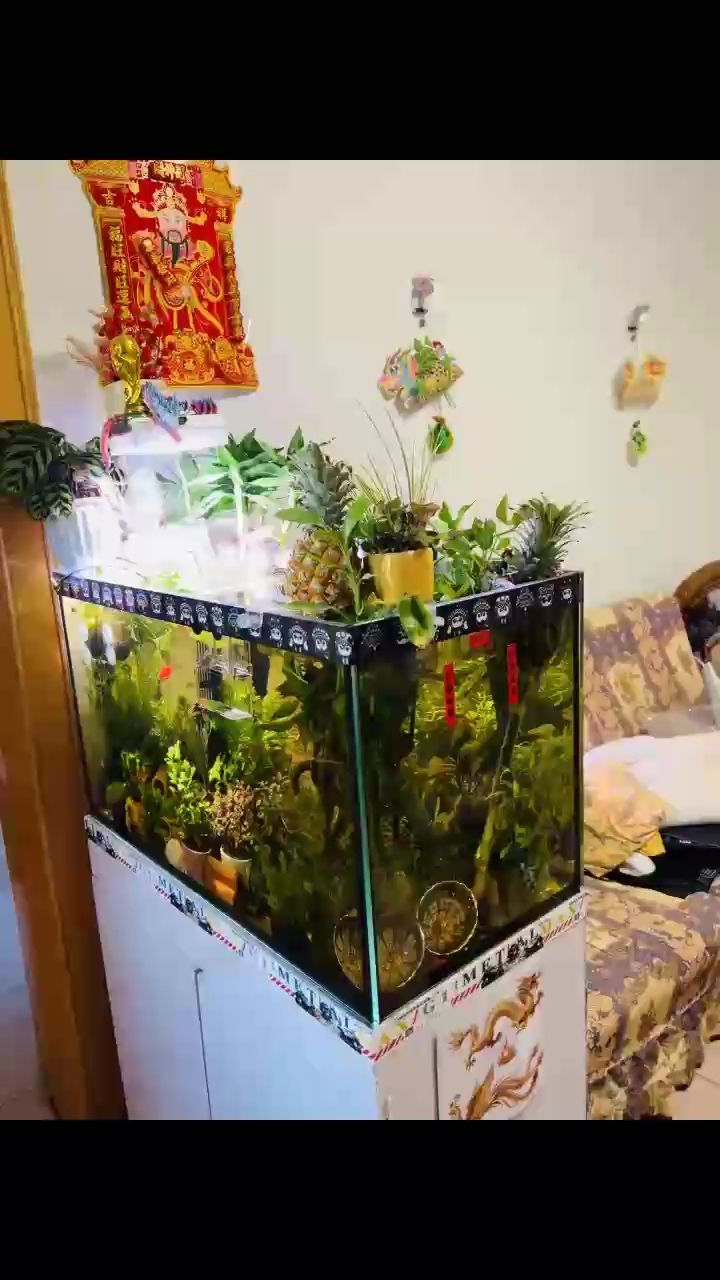 加了美鳳莫斯，小水榕，紅絲絨，狐尾藻，水生植物的多樣性與和諧共生