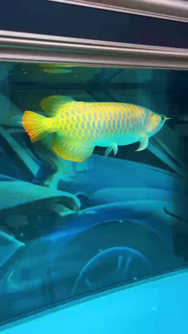 第一次養龍魚，有沒有專業的幫我看看這是什么品種，它的價值是多少，現在56厘米左右，初次養龍魚，求專業鑒定與價值評估