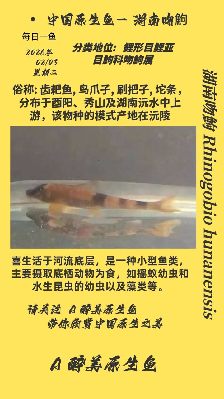 湖南吻鮈，湖南吻鮈，學(xué)名pterygotidae