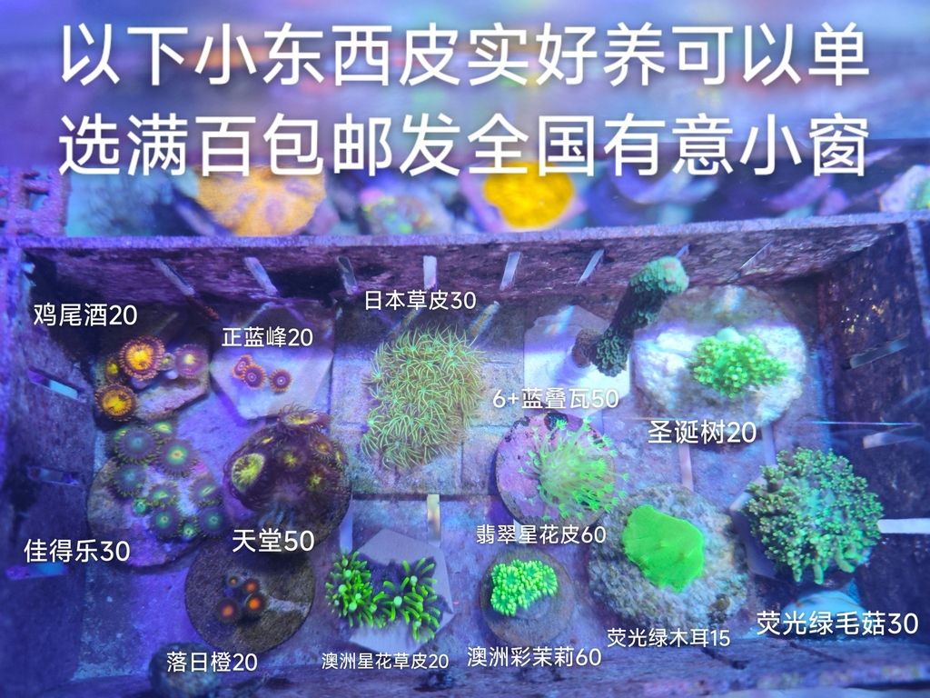 非常適合海水新手飼養的軟體珊瑚套餐來了！，海水新手飼養的軟體珊瑚套餐