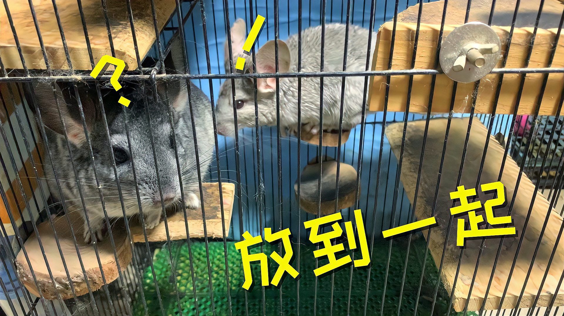 龍貓合籠后多久可以穩定相處，貓合籠后多久可以穩定相處龍貓的適應能力和飼養者的管理技巧
