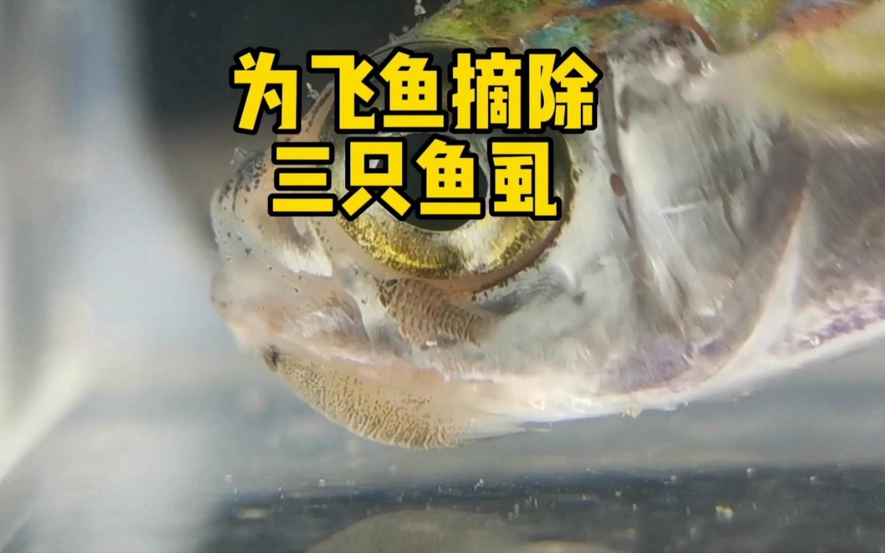 殺魚虱最簡單三個方法，殺魚虱最簡單三個方法詳解魚虱最簡單三個方法詳解