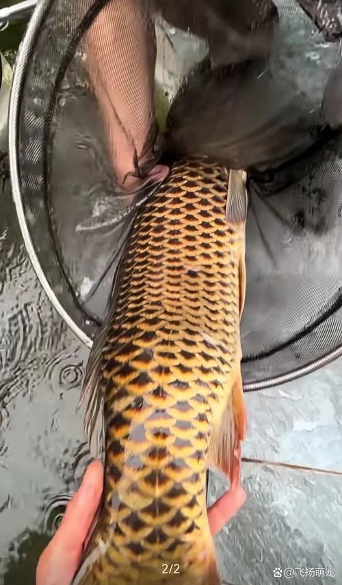 鳳陽龍魚的市場價格波動大嗎？，鳳陽龍魚市場價格波動價格波動原因、季節性需求詳解