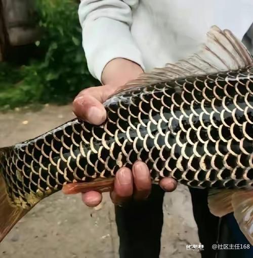 鳳陽龍魚的市場價格波動大嗎？，鳳陽龍魚市場價格波動價格波動原因、季節性需求詳解