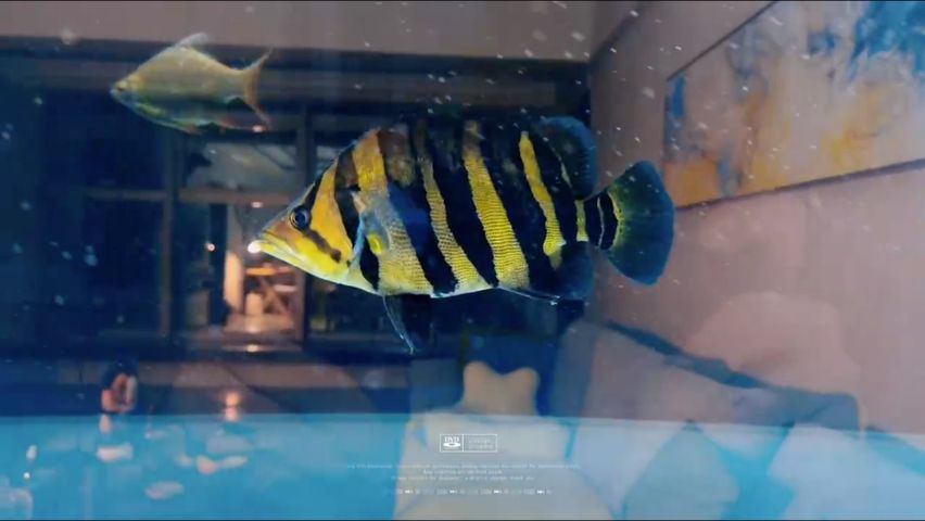 虎魚，虎魚的飼養(yǎng)方式