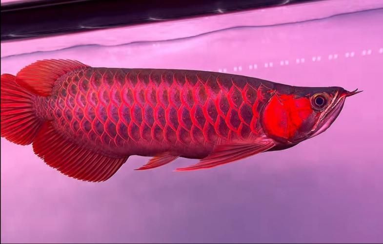 如何區分玉田龍魚和低價魚種？，如何區分玉田龍魚與低價魚種 如何區分玉田龍魚和低價魚種？，如何區分玉田龍魚與低價魚種 龍魚百科 第2張