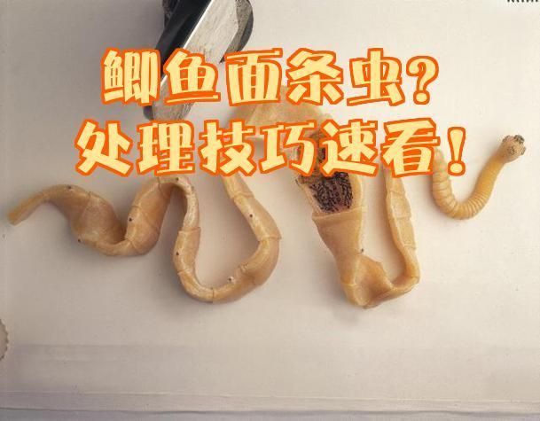 魚肚子里面有白色的面條蟲子，晨間香香,鯽魚驚現面條蟲這樣處理照樣吃?