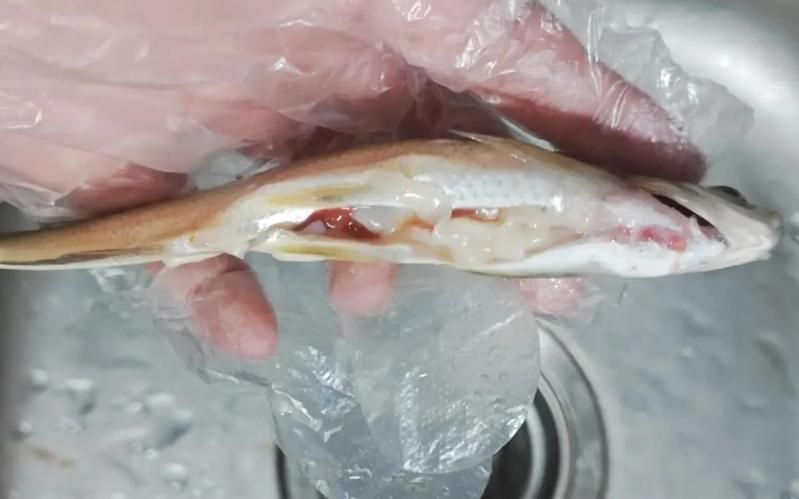 魚肚子里面有白色的面條蟲子，晨間香香,鯽魚驚現面條蟲這樣處理照樣吃?