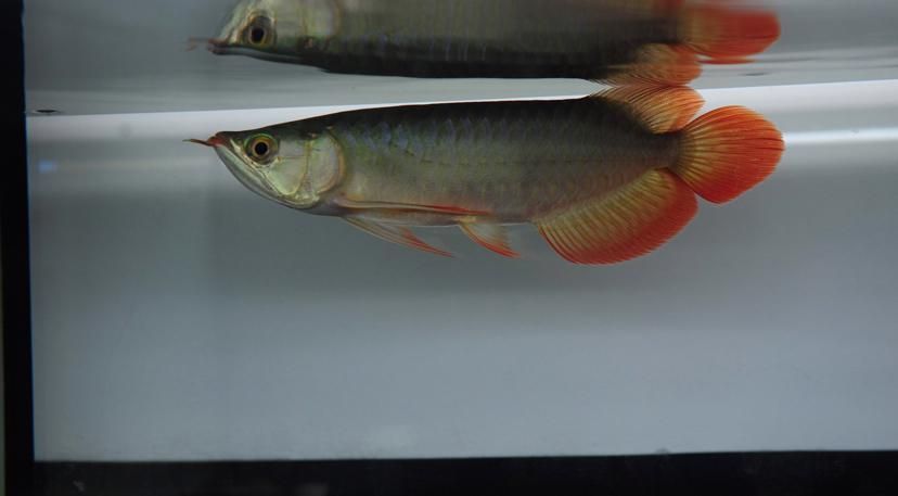 紅龍魚BTL系列色彩特點(diǎn)，紅龍魚btl系列色彩分析