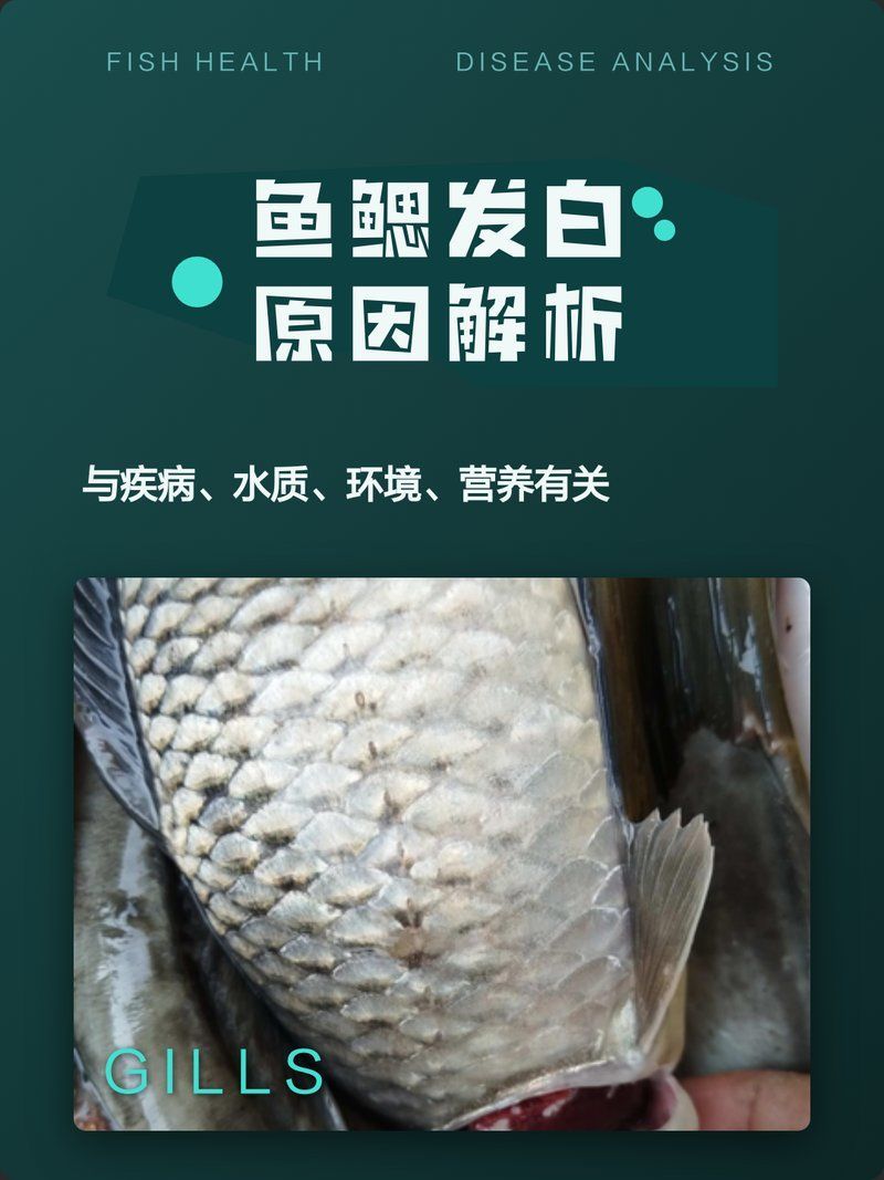 龍魚魚鰓發(fā)白后還能恢復(fù)嗎？，arxiv論文助手（arxiv論文助手（arxiv論文助手（3天內(nèi)）