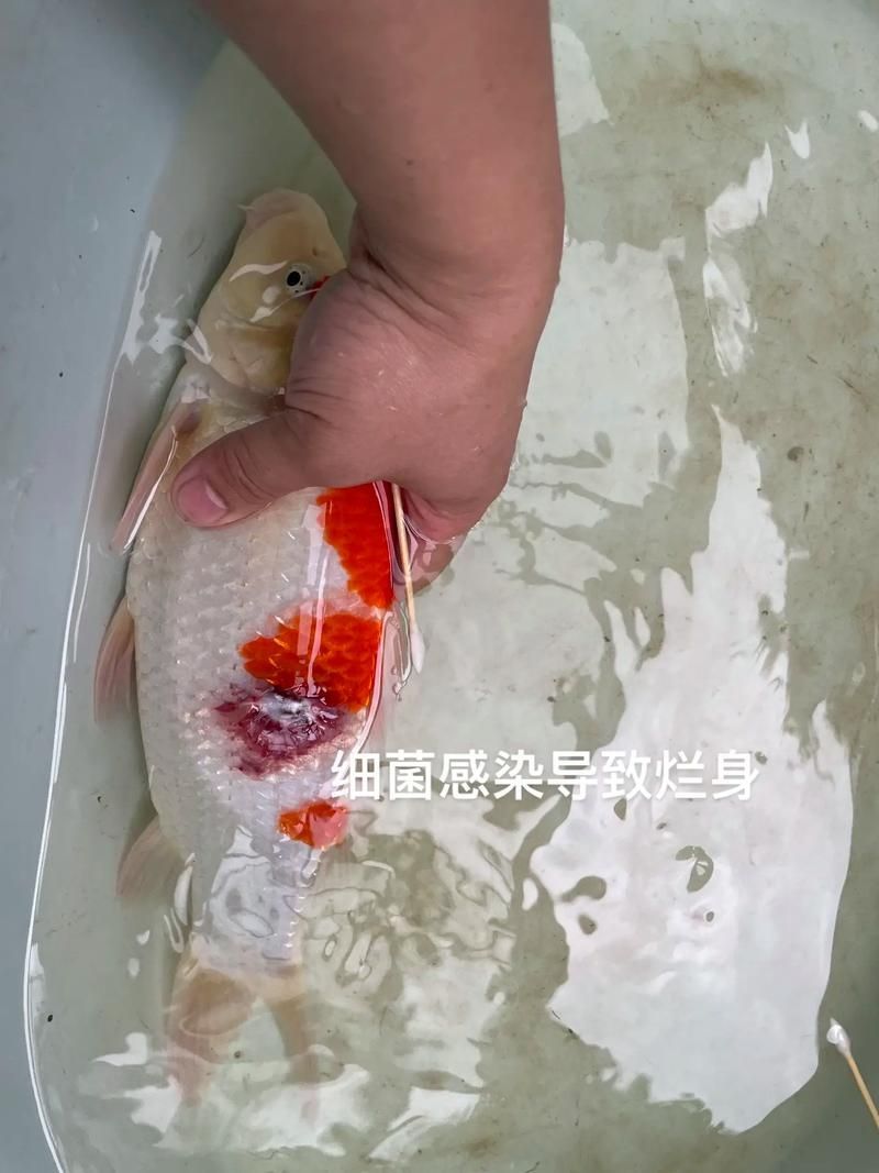 如何判斷錦鯉爛身是否好轉，養魚人記錄錦鯉爛身是否好轉需要補充以下關鍵信息