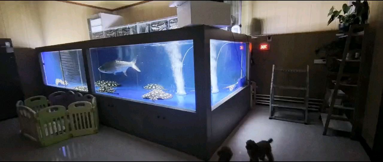 魚，養魚耽誤的建筑師評論：確實漂亮,林三十四評論很強大