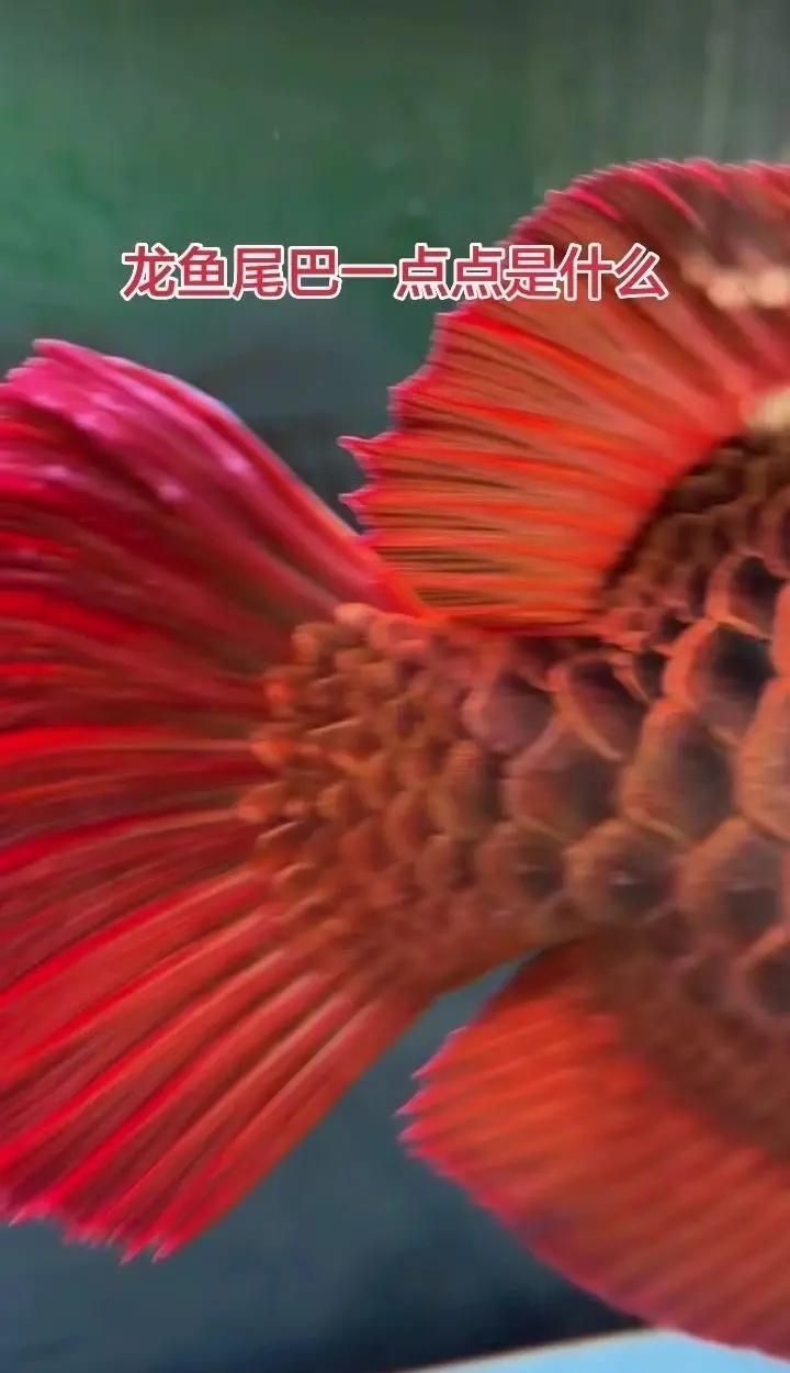 龍魚寄生蟲感染后如何恢復，石師傅影綜紀實錄：龍魚寄生蟲感染后恢復過程需要耐心和細心照料