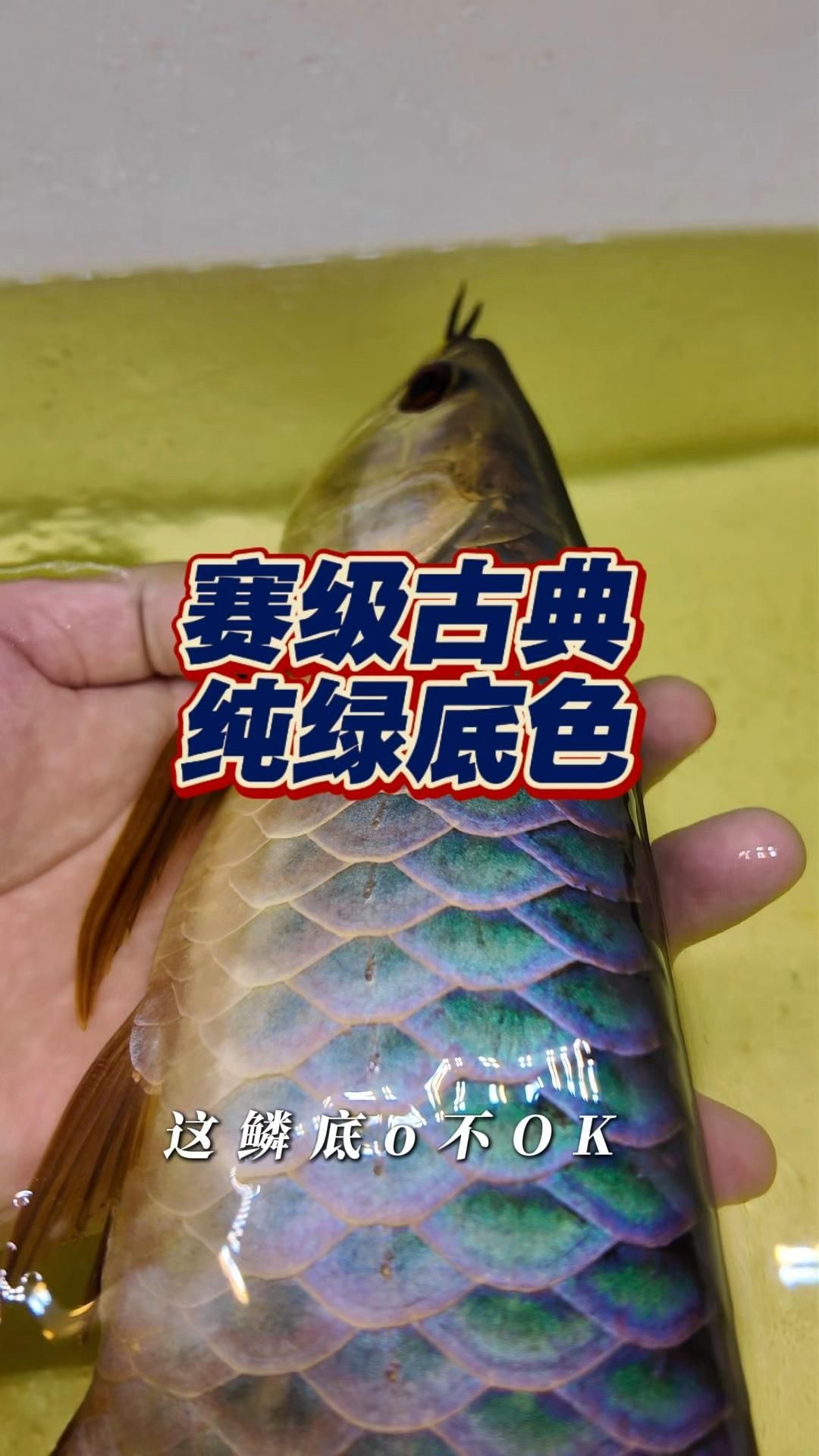 古典龍魚是什么意思，古典龍魚的價格是多少 古典龍魚是什么意思，古典龍魚的價格是多少 龍魚百科 第2張