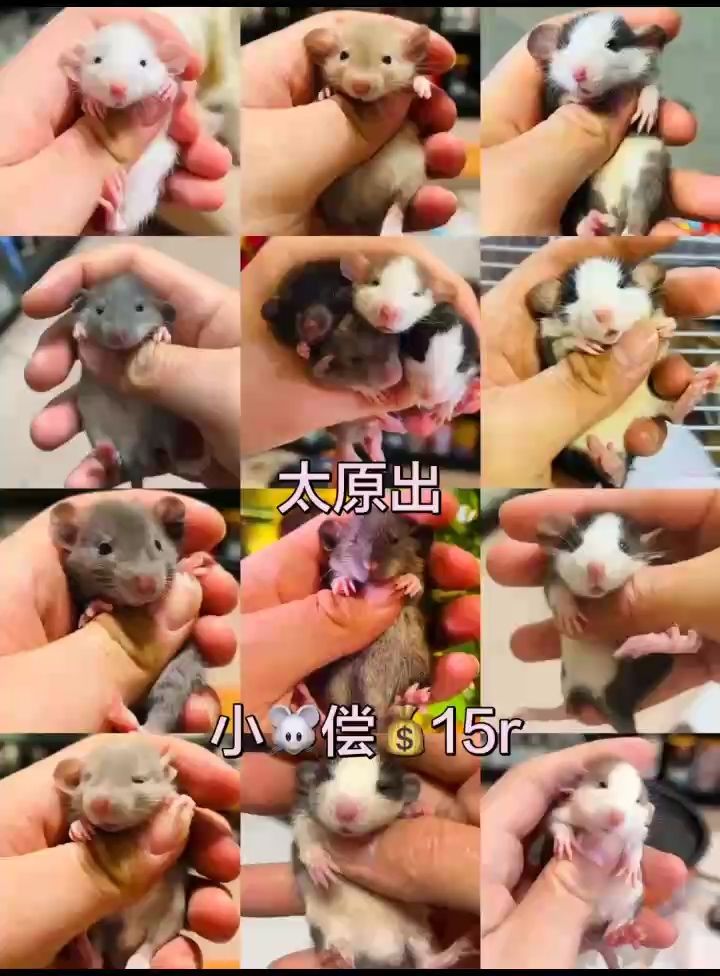 花枝鼠寶寶，花枝鼠寶寶的飼養與護理